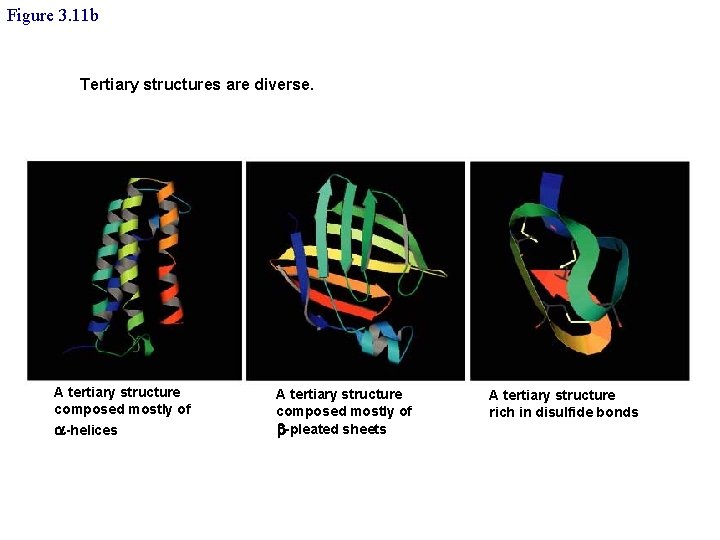 Figure 3. 11 b Tertiary structures are diverse. A tertiary structure composed mostly of