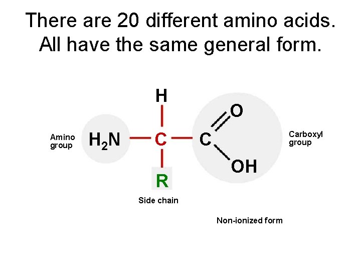 There are 20 different amino acids. All have the same general form. H Amino