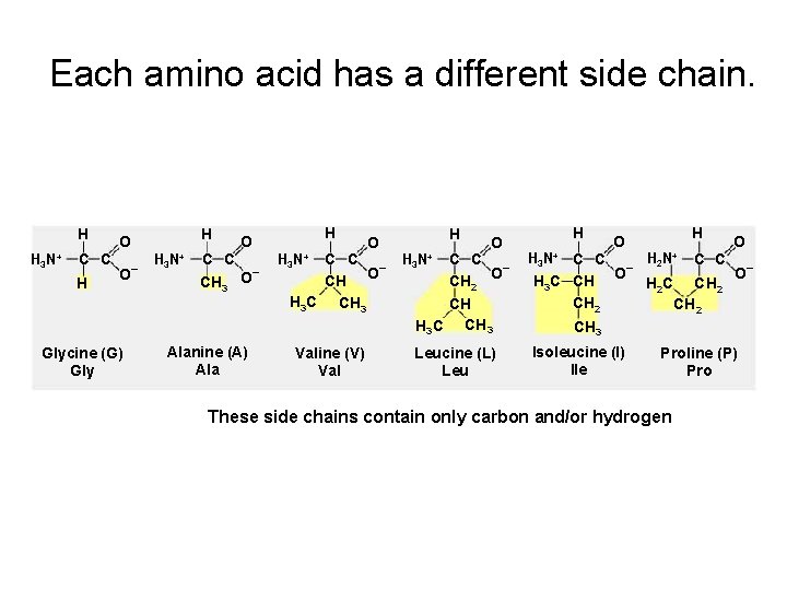 Each amino acid has a different side chain. H H 3 N+ C C