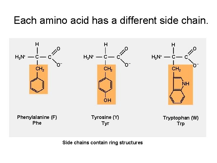 Each amino acid has a different side chain. H H 3 N+ C CH