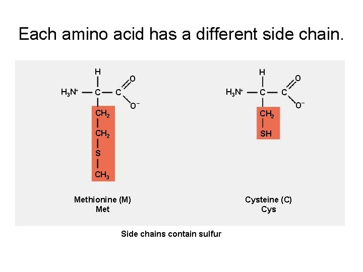 Each amino acid has a different side chain. H H 3 N+ C CH