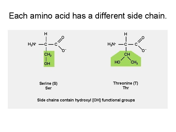 Each amino acid has a different side chain. H H 3 N+ C H