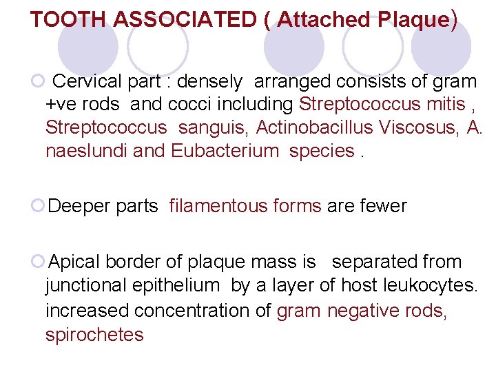 TOOTH ASSOCIATED ( Attached Plaque) ¡ Cervical part : densely arranged consists of gram TOOTH ASSOCIATED ( Attached Plaque) ¡ Cervical part : densely arranged consists of gram