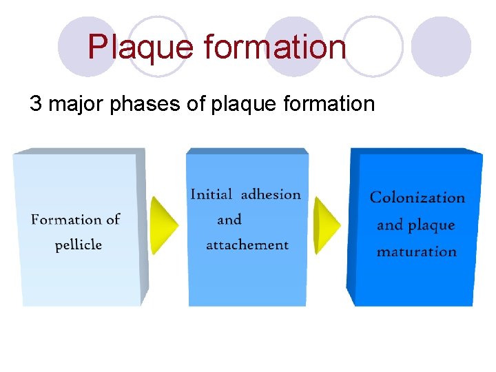 Plaque formation 3 major phases of plaque formation Plaque formation 3 major phases of plaque formation