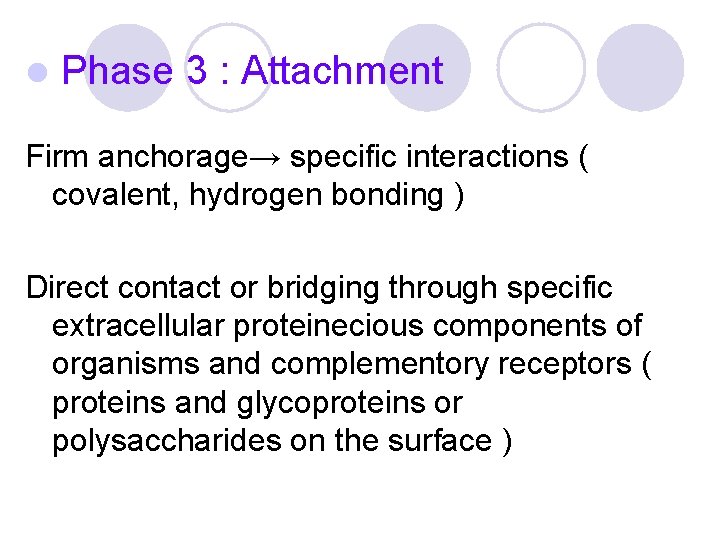 l Phase 3 : Attachment Firm anchorage→ specific interactions ( covalent, hydrogen bonding ) l Phase 3 : Attachment Firm anchorage→ specific interactions ( covalent, hydrogen bonding )