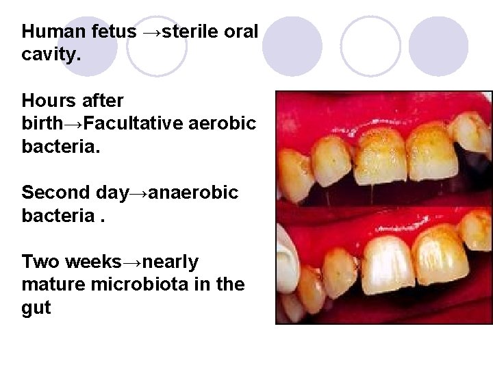 Human fetus →sterile oral cavity. Hours after birth→Facultative aerobic bacteria. Second day→anaerobic bacteria. Two Human fetus →sterile oral cavity. Hours after birth→Facultative aerobic bacteria. Second day→anaerobic bacteria. Two