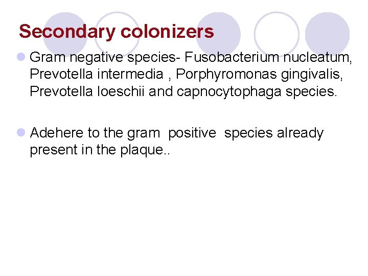 Secondary colonizers l Gram negative species- Fusobacterium nucleatum, Prevotella intermedia , Porphyromonas gingivalis, Prevotella Secondary colonizers l Gram negative species- Fusobacterium nucleatum, Prevotella intermedia , Porphyromonas gingivalis, Prevotella