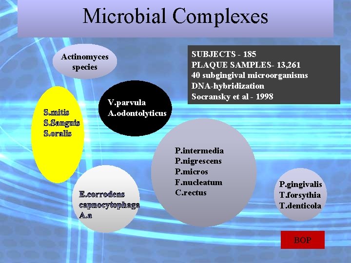 Microbial Complexes Actinomyces species V. parvula A. odontolyticus SUBJECTS - 185 PLAQUE SAMPLES- 13, Microbial Complexes Actinomyces species V. parvula A. odontolyticus SUBJECTS - 185 PLAQUE SAMPLES- 13,