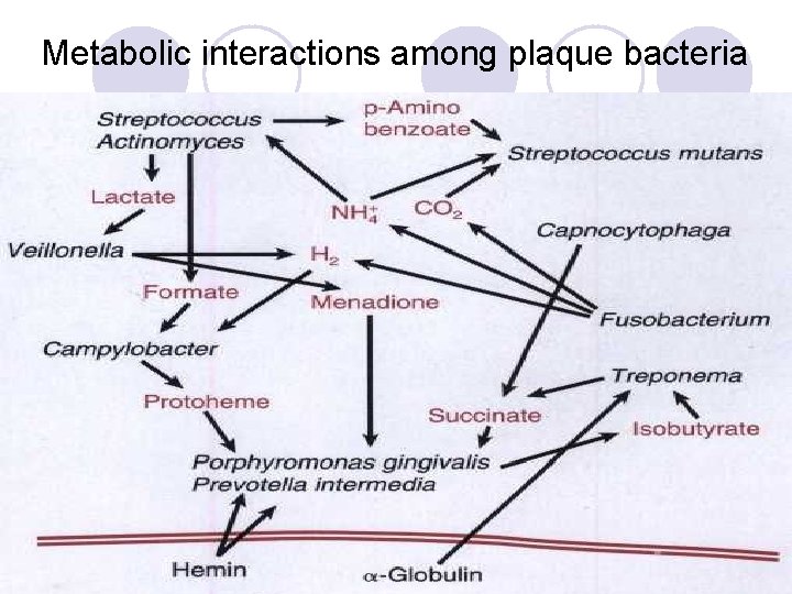 Metabolic interactions among plaque bacteria Metabolic interactions among plaque bacteria