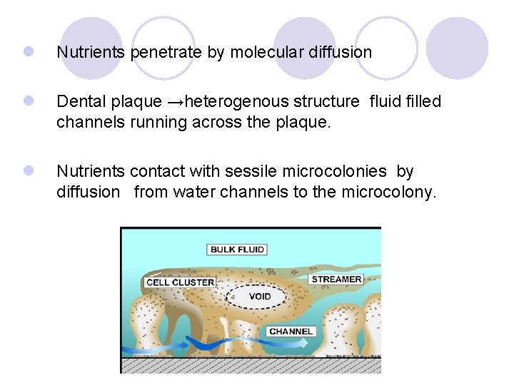 l Nutrients penetrate by molecular diffusion l Dental plaque →heterogenous structure fluid filled channels l Nutrients penetrate by molecular diffusion l Dental plaque →heterogenous structure fluid filled channels