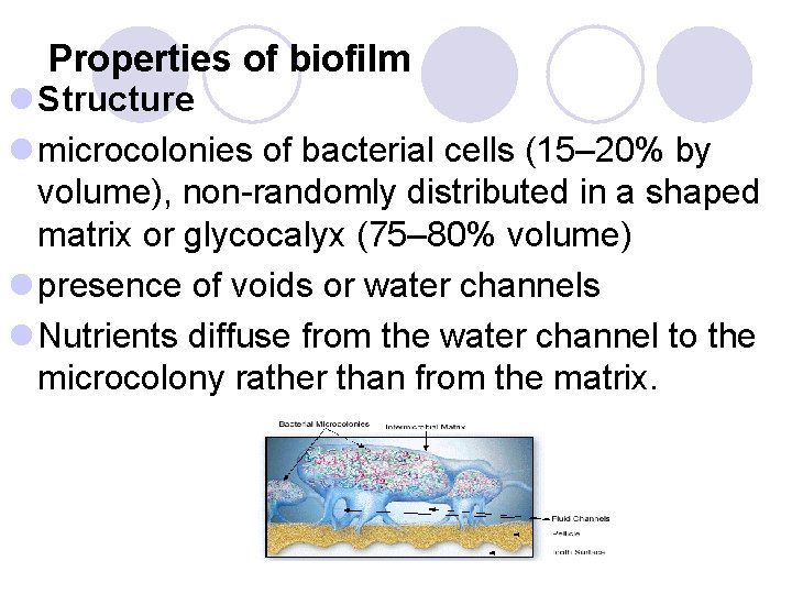 Properties of biofilm l Structure l microcolonies of bacterial cells (15– 20% by volume), Properties of biofilm l Structure l microcolonies of bacterial cells (15– 20% by volume),