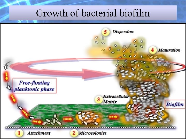Growth of bacterial biofilm Growth of bacterial biofilm