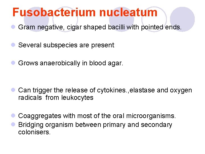 Fusobacterium nucleatum l Gram negative, cigar shaped bacilli with pointed ends. l Several subspecies Fusobacterium nucleatum l Gram negative, cigar shaped bacilli with pointed ends. l Several subspecies