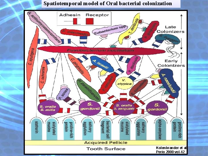Spatiotemporal model of Oral bacterial colonization Kolenbrander et al Perio 2000 vol-42 Spatiotemporal model of Oral bacterial colonization Kolenbrander et al Perio 2000 vol-42