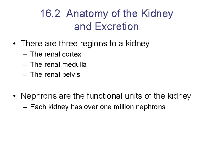 16. 2 Anatomy of the Kidney and Excretion • There are three regions to