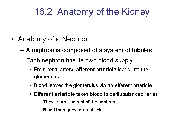 16. 2 Anatomy of the Kidney • Anatomy of a Nephron – A nephron