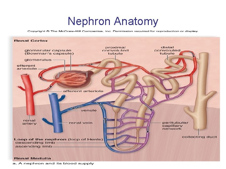 Nephron Anatomy 