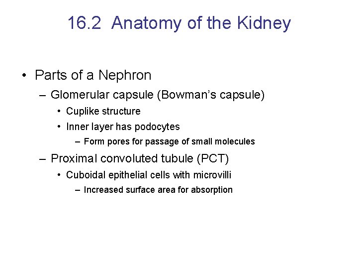 16. 2 Anatomy of the Kidney • Parts of a Nephron – Glomerular capsule