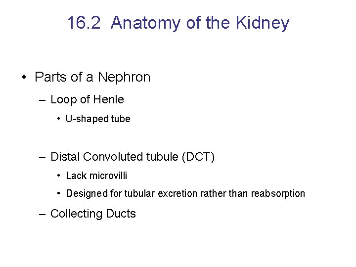 16. 2 Anatomy of the Kidney • Parts of a Nephron – Loop of