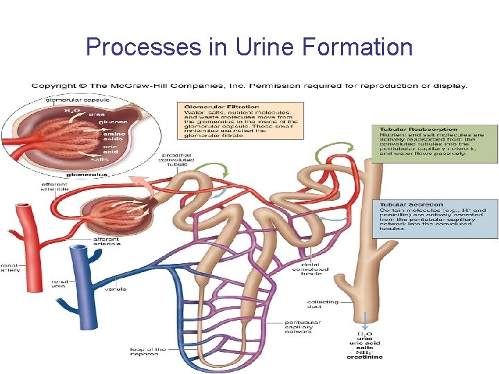 Processes in Urine Formation 