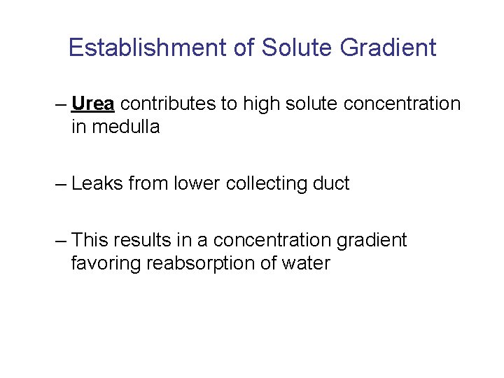 Establishment of Solute Gradient – Urea contributes to high solute concentration in medulla –