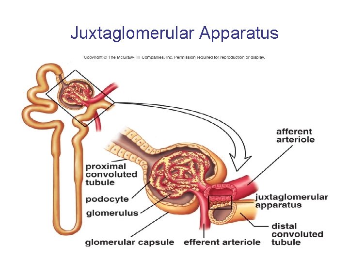 Juxtaglomerular Apparatus 