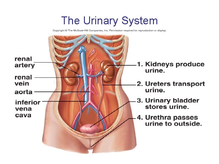 The Urinary System 