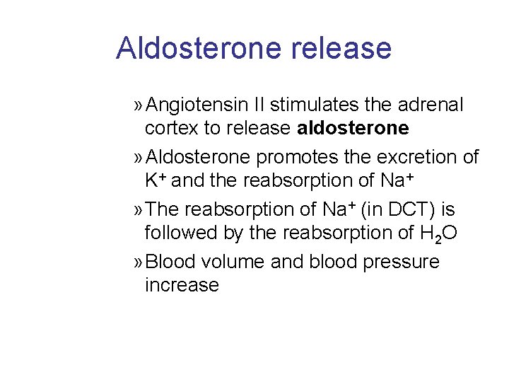 Aldosterone release » Angiotensin II stimulates the adrenal cortex to release aldosterone » Aldosterone