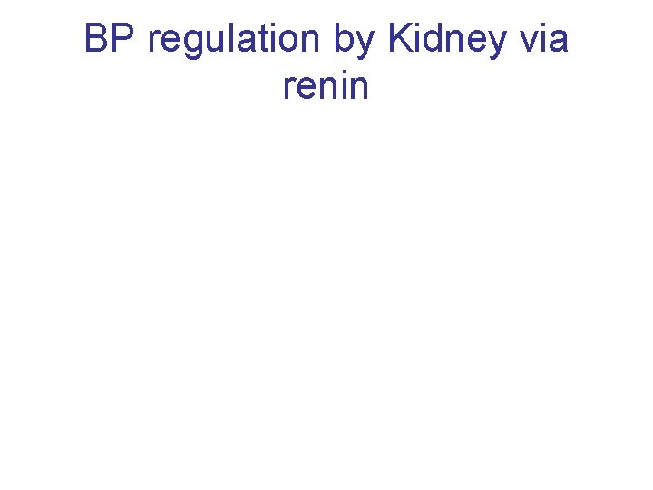BP regulation by Kidney via renin 