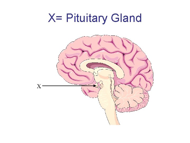 X= Pituitary Gland 