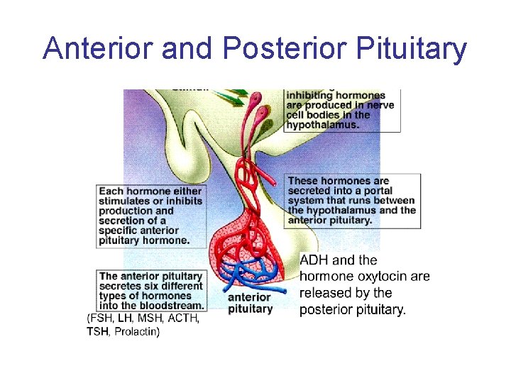 Anterior and Posterior Pituitary 