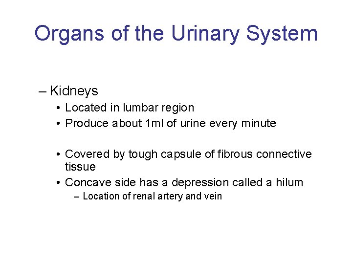 Organs of the Urinary System – Kidneys • Located in lumbar region • Produce