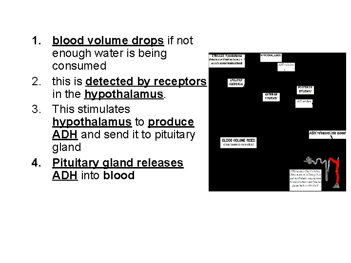 1. blood volume drops if not enough water is being consumed 2. this is