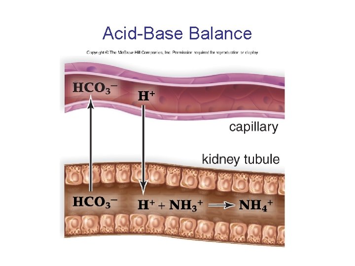 Acid-Base Balance 