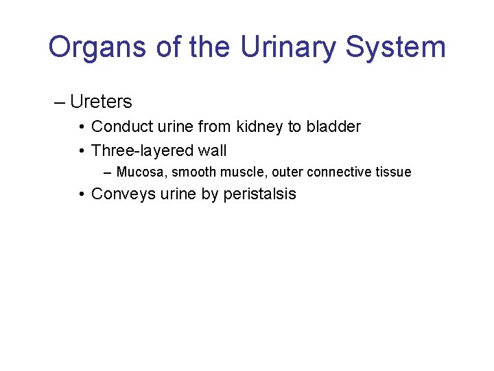 Organs of the Urinary System – Ureters • Conduct urine from kidney to bladder