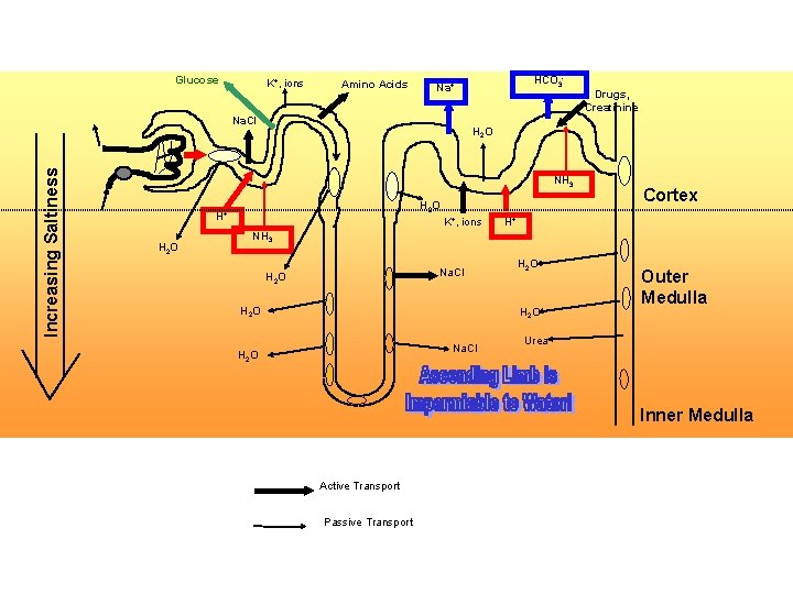 Glucose K+, ions Amino Acids Na. Cl Increasing Saltiness HCO 3 - Na+ H