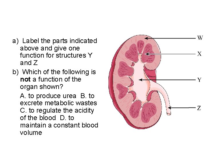 a) Label the parts indicated above and give one function for structures Y and