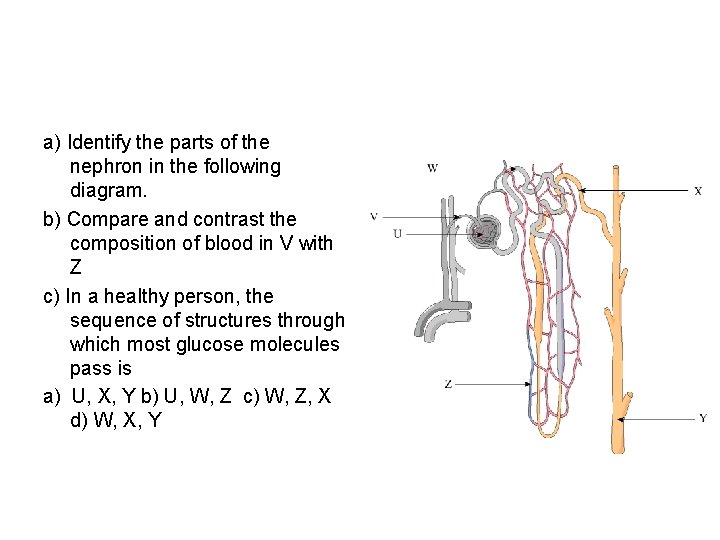 a) Identify the parts of the nephron in the following diagram. b) Compare and