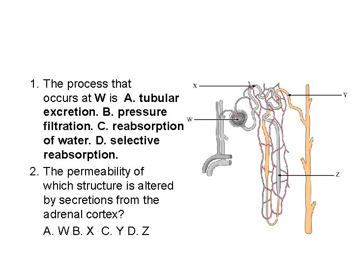 1. The process that occurs at W is A. tubular excretion. B. pressure filtration.