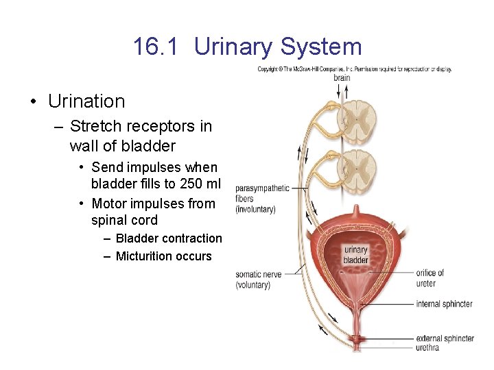 16. 1 Urinary System • Urination – Stretch receptors in wall of bladder •