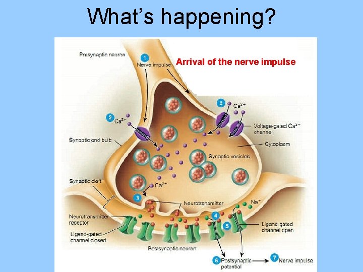 What’s happening? Arrival of the nerve impulse 