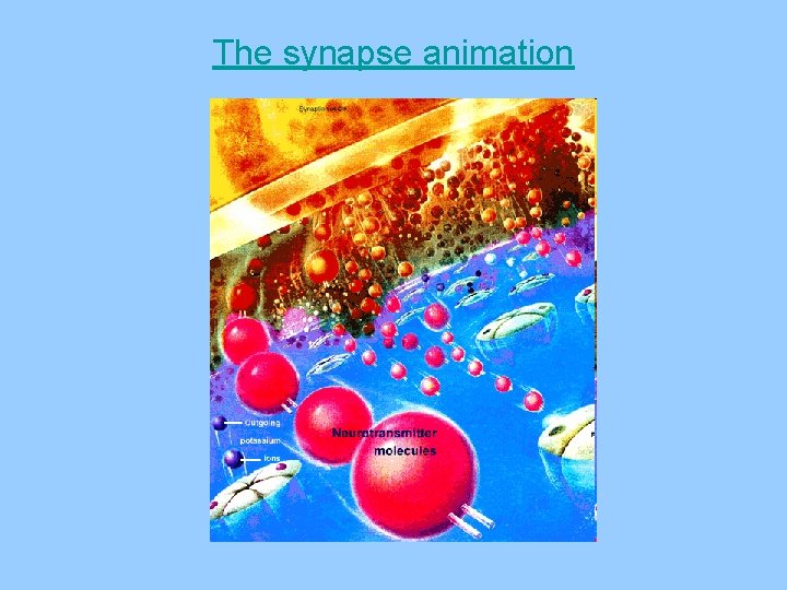 The synapse animation 