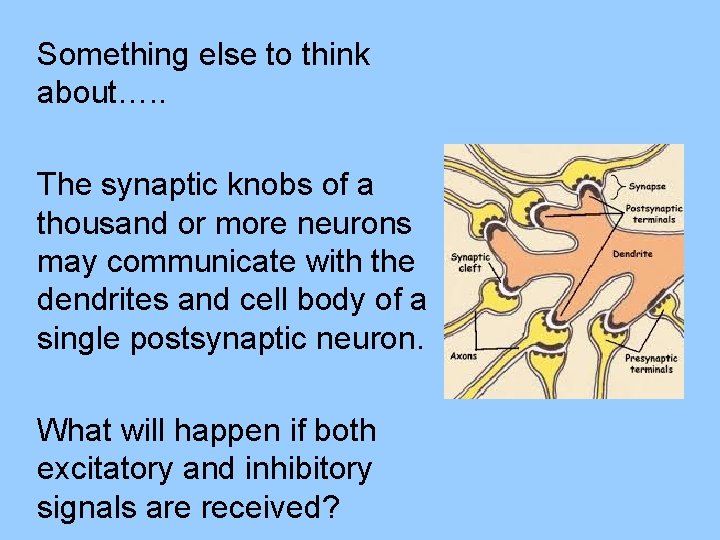 Something else to think about…. . The synaptic knobs of a thousand or more