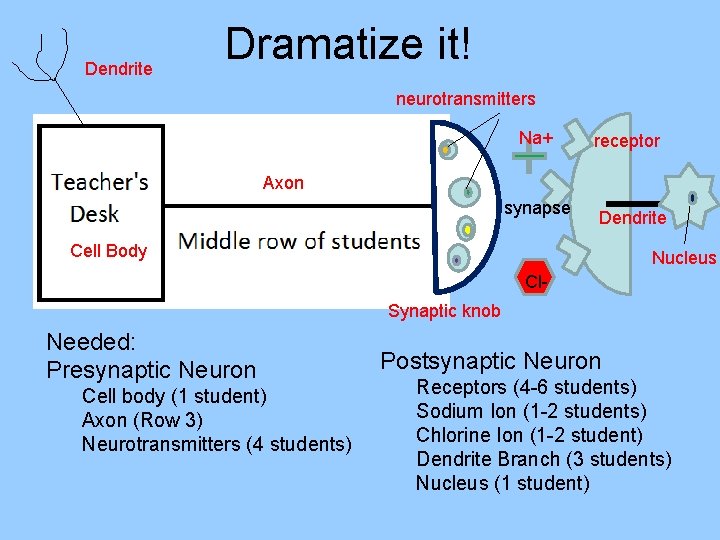 Dendrite Dramatize it! neurotransmitters Na+ receptor Axon synapse Dendrite Cell Body Nucleus Cl. Synaptic