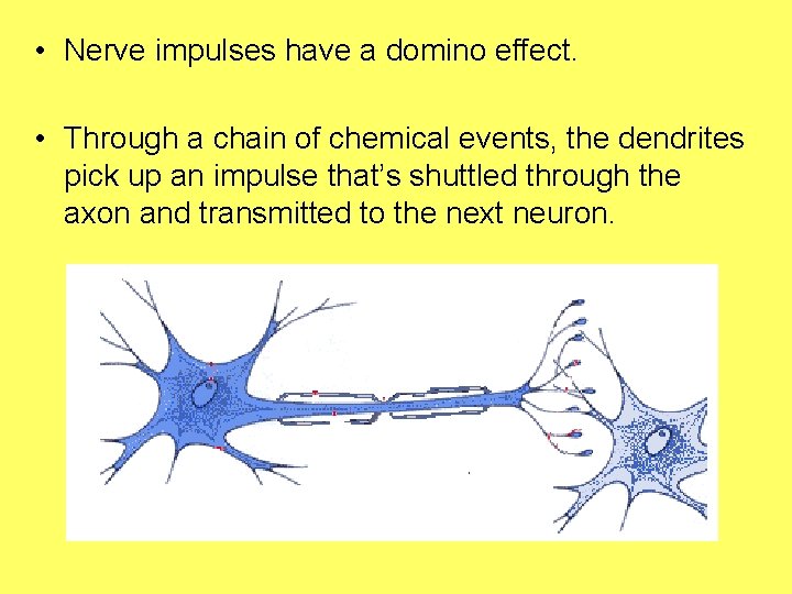  • Nerve impulses have a domino effect. • Through a chain of chemical