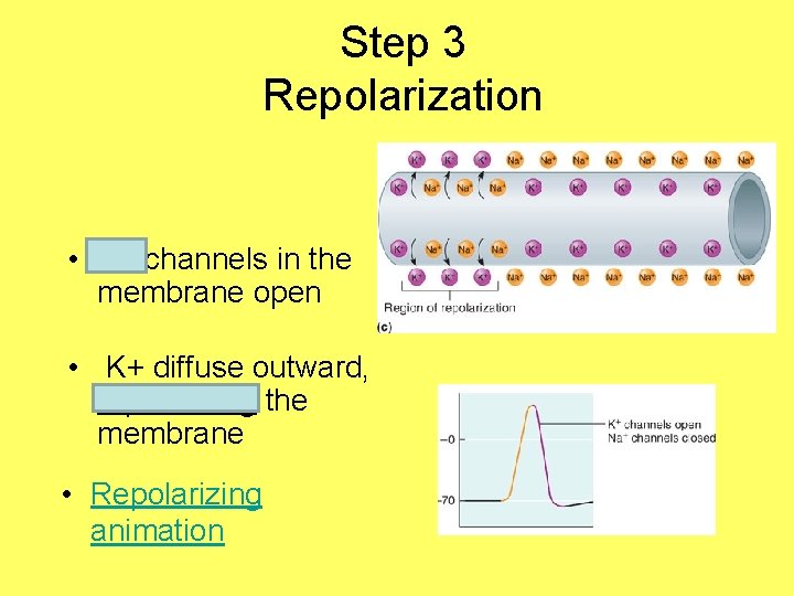 Step 3 Repolarization • K+ channels in the membrane open • K+ diffuse outward,