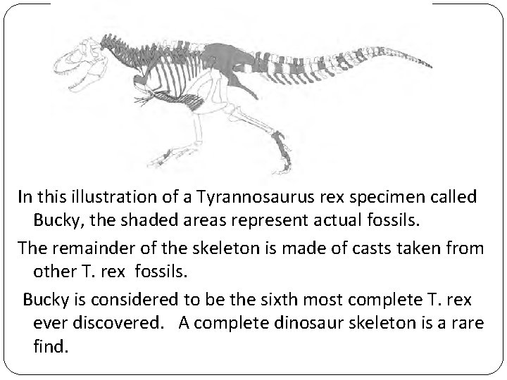 In this illustration of a Tyrannosaurus rex specimen called Bucky, the shaded areas represent