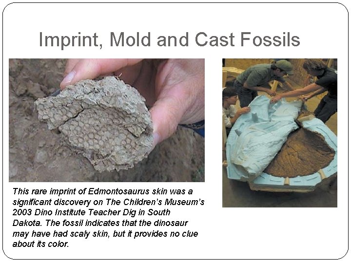 Imprint, Mold and Cast Fossils This rare imprint of Edmontosaurus skin was a significant