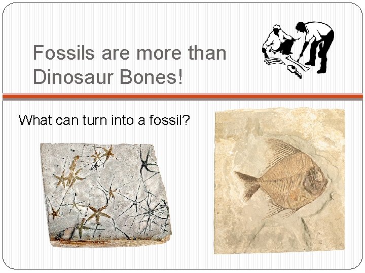 Fossils are more than Dinosaur Bones! What can turn into a fossil? 