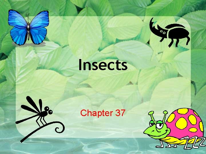Insects Chapter 37 